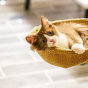 King D is registered to the contest to win money with this photo: cat, pet, feline, animal, cute, relaxed, hammock, bed, indoor, fur, whiskers, ears, paws, curious, cozy, soft, blurred_background, floor, home, comfort