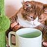 King D is registered to the contest to win money with this photo: cat, kitten, heterochromia, blue_eye, green_eye, mug, hand, fuzzy_toy, cat_toys, indoor, curious, pet, animal, feline, closeup, brown_and_white, soft_texture, domestic_cat, person_hand, looking_down