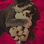 cat, gray_cat, stuffed_animal, plush_toy, snuggling, hugging, red_blanket, cozy, sleeping, feline, pet, soft_toy, cuddle, domestic_cat, fur, whiskers, indoor, resting, cute, animal