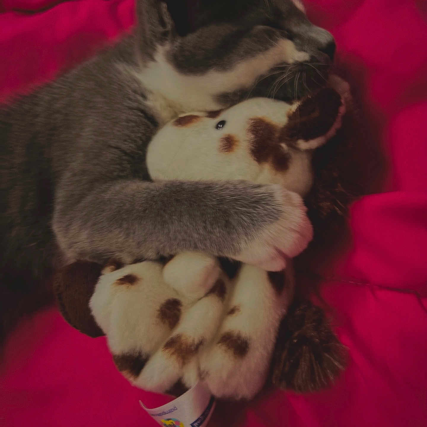 Lumi joined the competition — help win amazing prizes! animal, cat, cozy, cuddle, cute, domestic_cat, feline, fur, gray_cat, hugging, indoor, pet, plush_toy, red_blanket, resting, sleeping, snuggling, soft_toy, stuffed_animal, whiskers