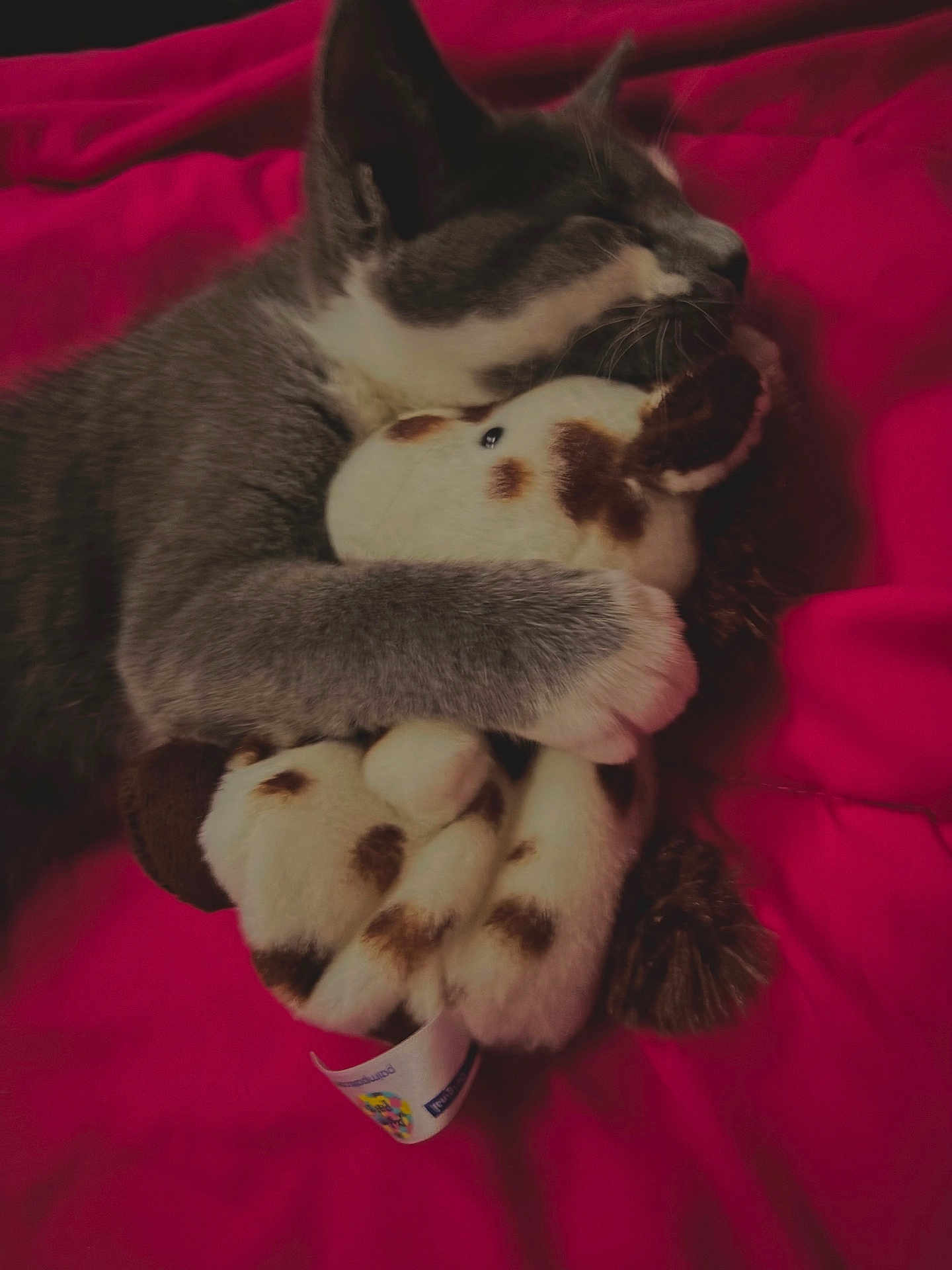 Lumi joined the competition — help win amazing prizes! cat, gray_cat, stuffed_animal, plush_toy, snuggling, hugging, red_blanket, cozy, sleeping, feline, pet, soft_toy, cuddle, domestic_cat, fur, whiskers, indoor, resting, cute, animal