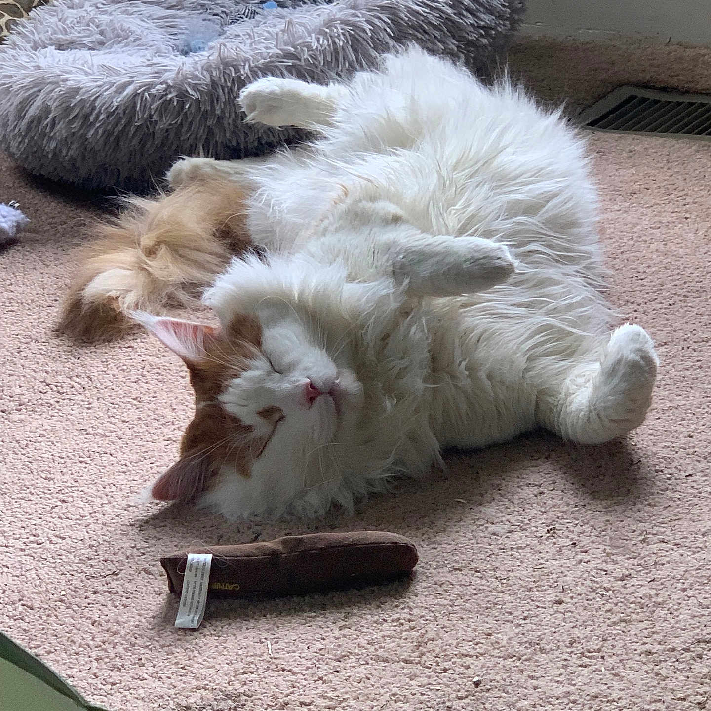 Pumpkin Spice Latte joined the competition — help win amazing prizes! animal, carpet, cat, cozy, cute, domestic, feline, fluffy, fur, home, indoor, orange_and_white, paw, pet_bed, quiet, relaxed, resting, sleeping, toy, whiskers