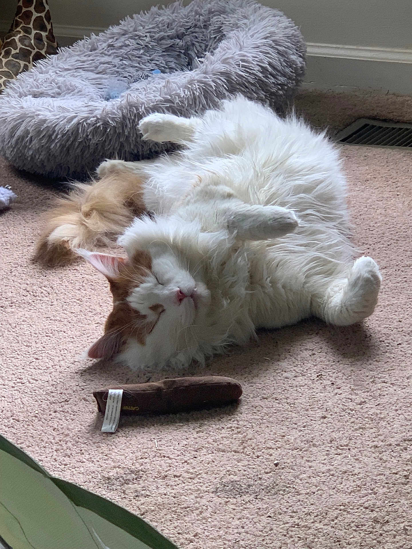 Pumpkin Spice Latte joined the competition — help win amazing prizes! cat, fluffy, orange_and_white, carpet, pet_bed, toy, indoor, relaxed, sleeping, feline, cozy, home, animal, fur, whiskers, paw, domestic, cute, resting, quiet