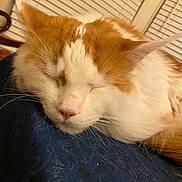 Pumpkin Spice Latte joined the competition — help win amazing prizes! cat, orange_and_white, sleeping, close_up, indoor, pet, fur, whiskers, ears, pink_nose, resting, cozy, domestic_cat, window_blinds, soft_lighting, relaxed, animal, feline, close_up_shot, quiet