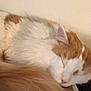 cat, sleeping, fluffy, orange_and_white, tail, fur, closeup, indoor, cozy, resting, pet, mammal, whiskers, closed_eyes, soft_texture, animal, cute, relaxed, quiet, calm