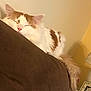 Pumpkin Spice Latte joined the competition — help win amazing prizes! cat, sleeping, fluffy, orange_and_white, couch, indoor, cozy, furniture, pet, relaxed, tail, close_up, resting, home, animal, domestic, soft, cute, quiet, comfort