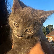 Milo is registered to the contest to win money with this photo: kitten, gray_cat, close_up, pet, animal, outdoor, sunlight, person_hand, curious, fur, ears, face, young_animal, domestic_cat, holding, blue_sky, building, nature, daylight, cute