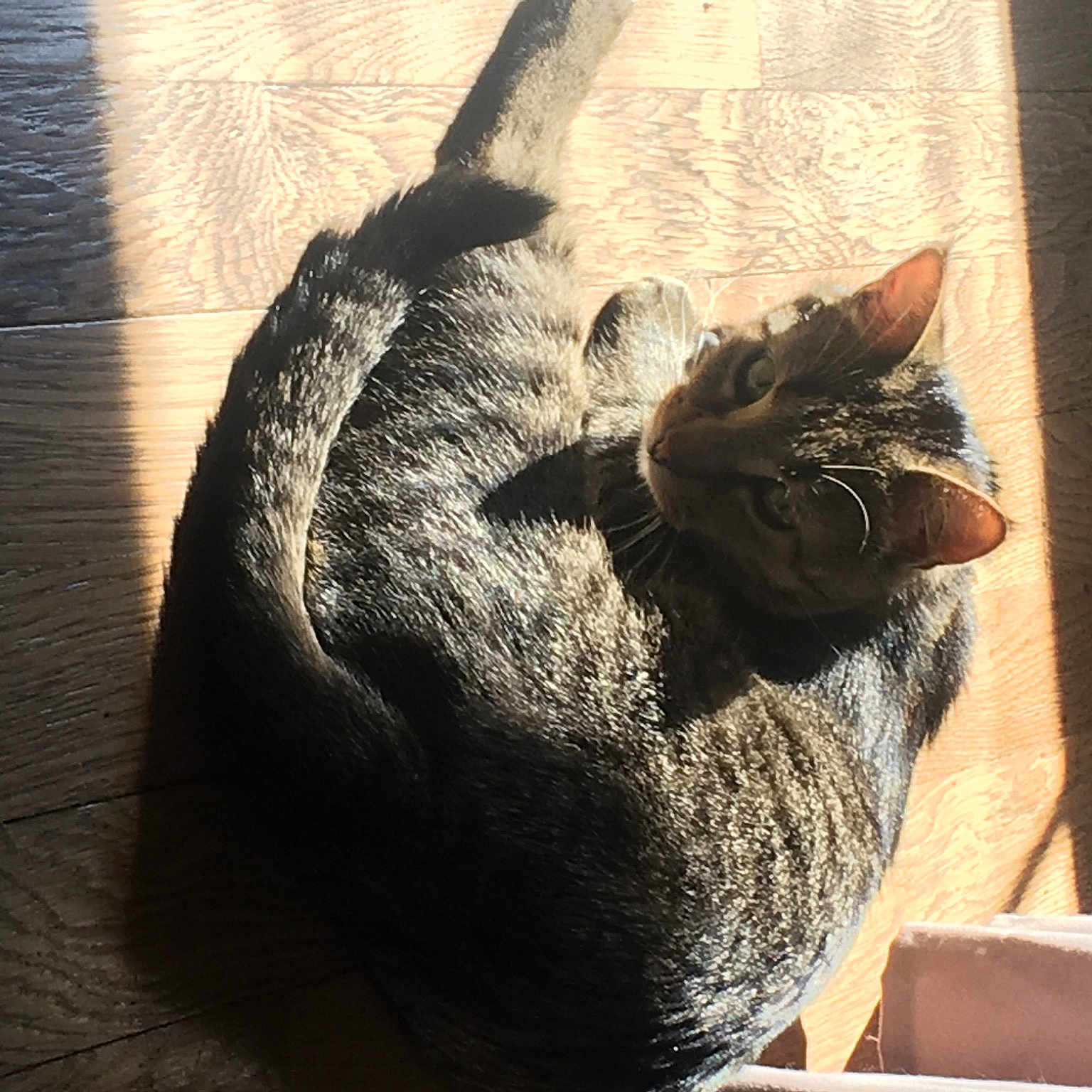 Citrouille