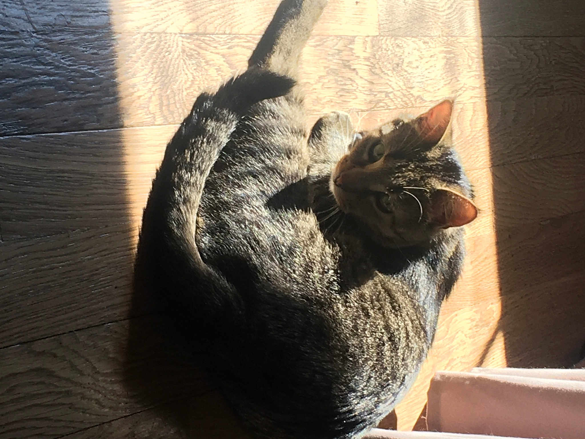 Citrouille