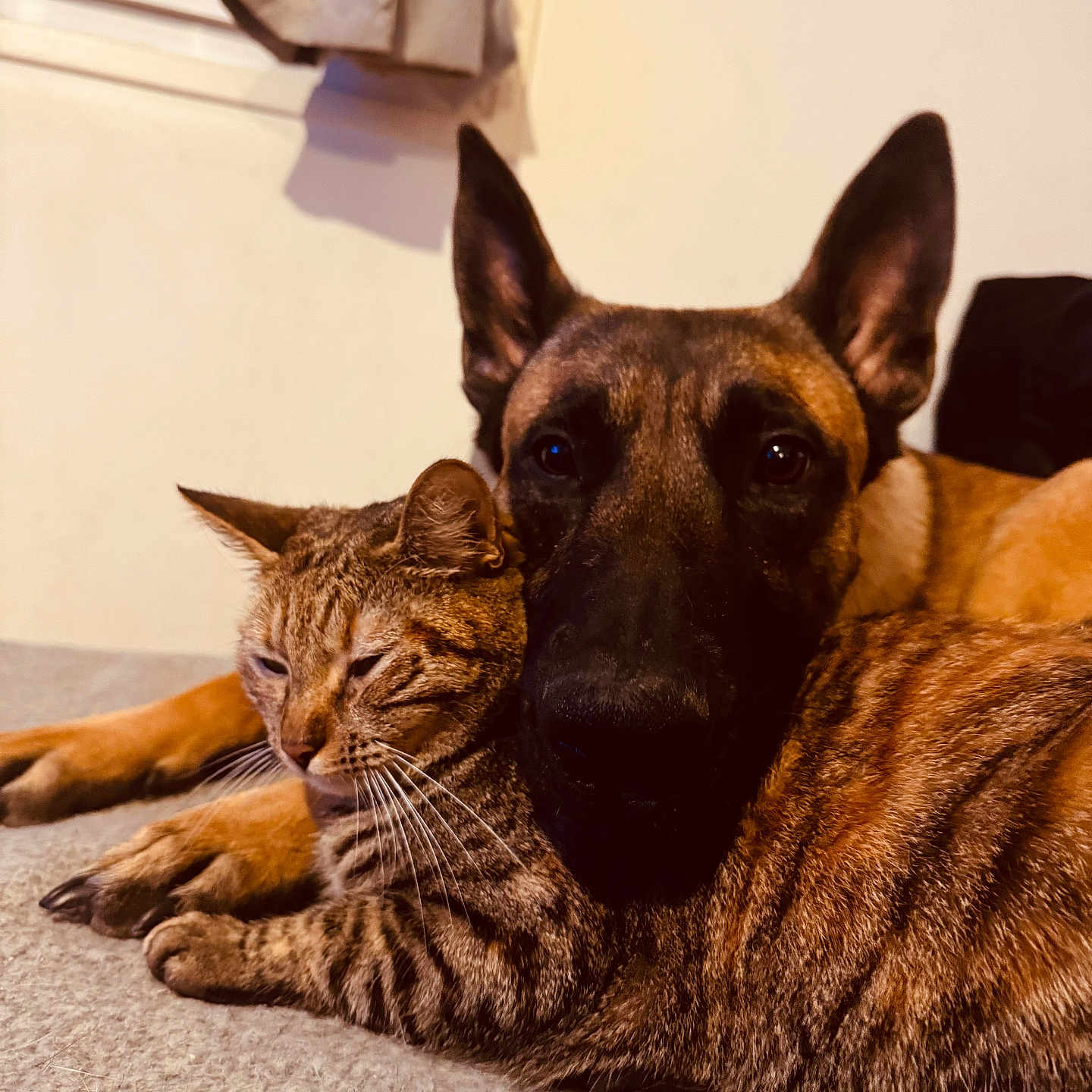 Thanos a rejoint le concours — aidez-le/la à gagner de superbes lots ! animal, bond, canine, cat, closeup, companion, cozy, cute, dog, ears, friendship, fur, furry, indoor, pet, relaxed, resting, snuggling, tabby, whiskers