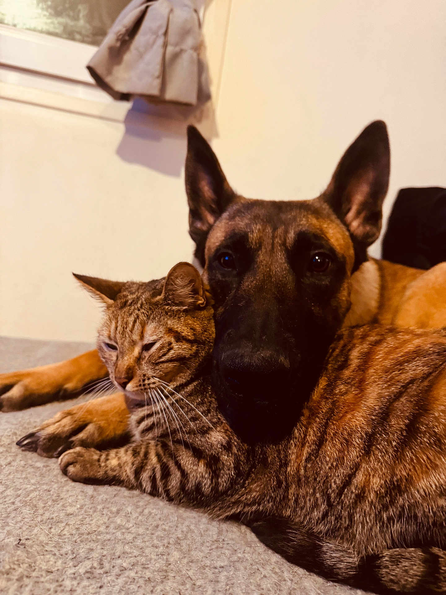 Thanos a rejoint le concours — aidez-le/la à gagner de superbes lots ! cat, dog, snuggling, indoor, pet, friendship, cozy, furry, closeup, relaxed, companion, cute, animal, tabby, canine, fur, ears, whiskers, resting, bond