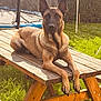 Thanos participe au concours pour gagner de l'argent avec cette photo : dog, belgian_malinois, picnic_table, wood, outdoor, grass, sunlight, pet, animal, canine, backyard, fence, green, relaxed, alert, ears_up, nature, summer, daytime, resting