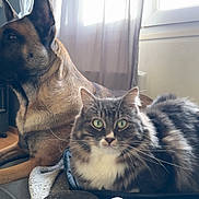 Thanos a rejoint le concours — aidez-le/la à gagner de superbes lots ! dog, cat, indoor, window, curtain, furniture, floor, pet, animal, domestic, fur, relaxing, companion, cozy, natural_light, brown, gray, white, sitting, lounging