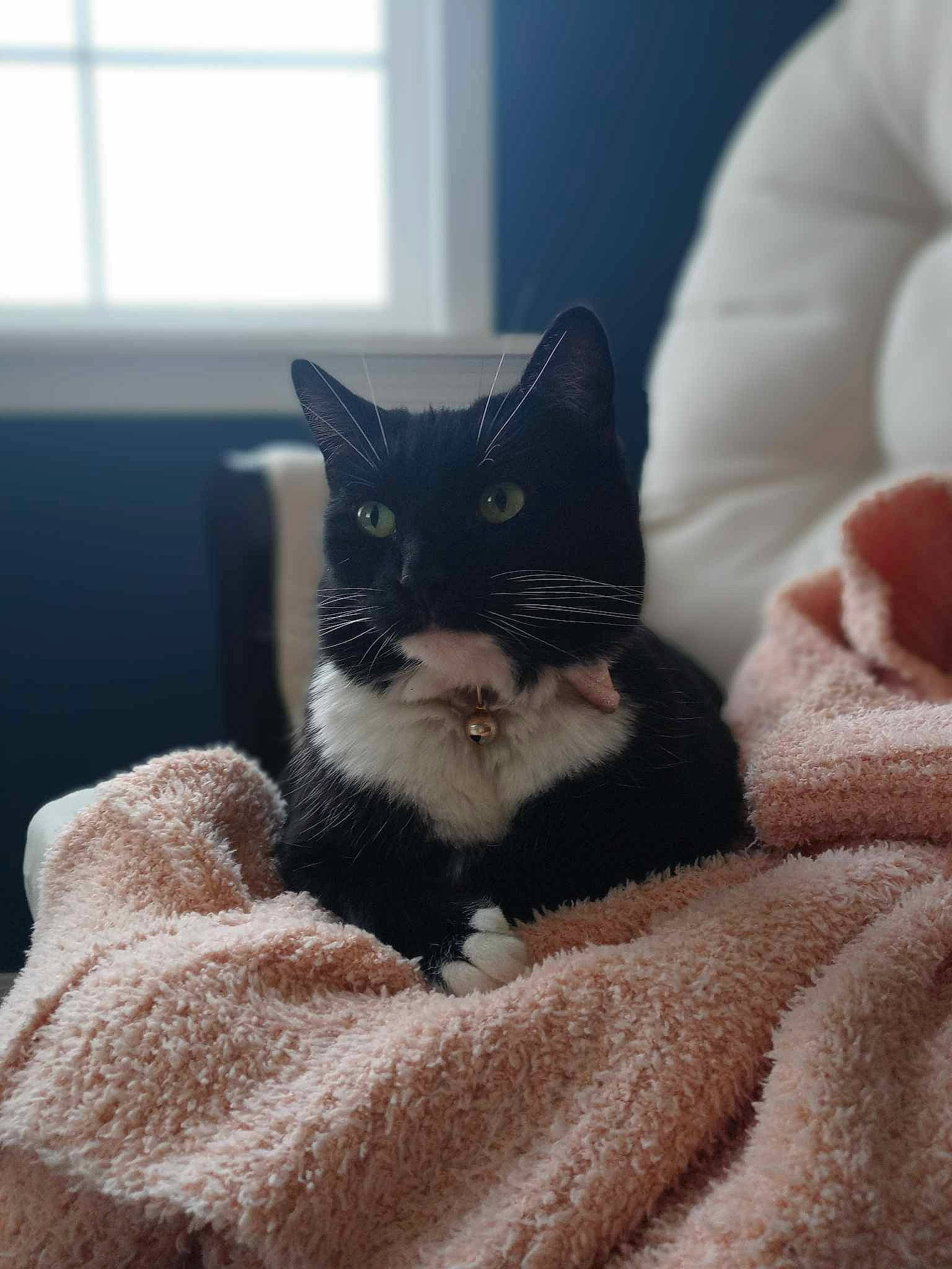 Harley is registered to the contest to win money with this photo: bedding, black_cat, carnivore, cat, comfort, domestic_short_haired_cat, felidae, fur, grey, linens, sitting, small_to_medium_sized_cats, snout, tail, terrestrial_animal, tree, whiskers, window, window_blind, wood