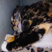 Kiekie is registered to the contest to win money with this photo: cat, sleeping, couch, blanket, fur, whiskers, paw, tongue, cozy, indoor, pet, resting, closeup, feline, animal, domestic, soft, texture, relaxed, corner
