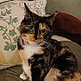 Kiekie joined the competition — help win amazing prizes! cat, calico, pet, feline, animal, indoor, couch, pillow, whiskers, fur, sitting, closeup, domestic, cute, relaxed, home, companion, looking, ears, collar
