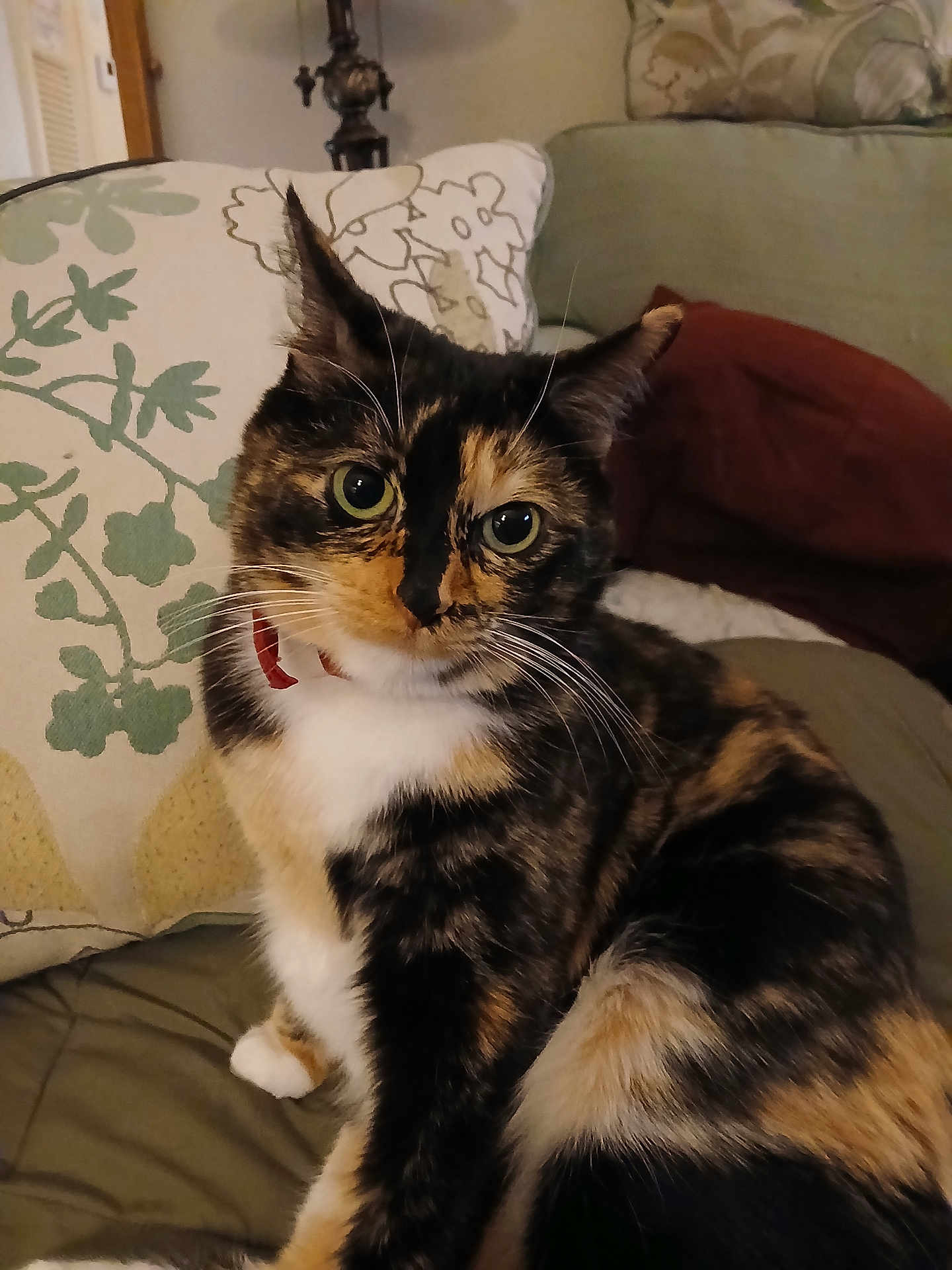 Kiekie joined the competition — help win amazing prizes! cat, calico, pet, feline, animal, indoor, couch, pillow, whiskers, fur, sitting, closeup, domestic, cute, relaxed, home, companion, looking, ears, collar