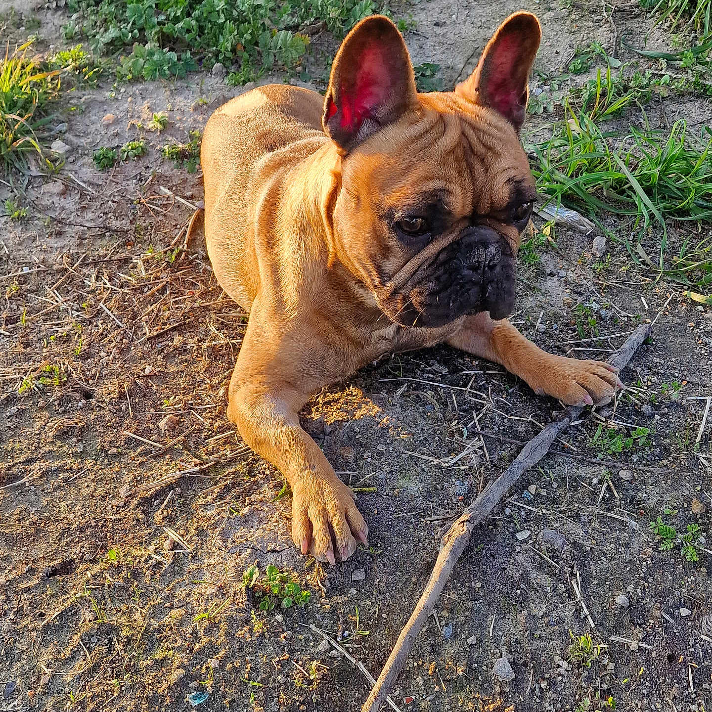 Ubert participe au concours pour gagner de l'argent avec cette photo : animal, brown, canine, closeup, curious, dirt, dog, ears, earth, face, french_bulldog, grass, laying, nature, outdoor, paw, pet, snout, stick, sunlight
