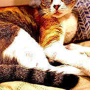 Punkin is registered to the contest to win money with this photo: cat, feline, pet, animal, fur, striped, white_paw, orange_fur, relaxed, indoor, bed, pillow, patterned_pillow, close_up, whiskers, tail, resting, domestic_animal, cute, cozy