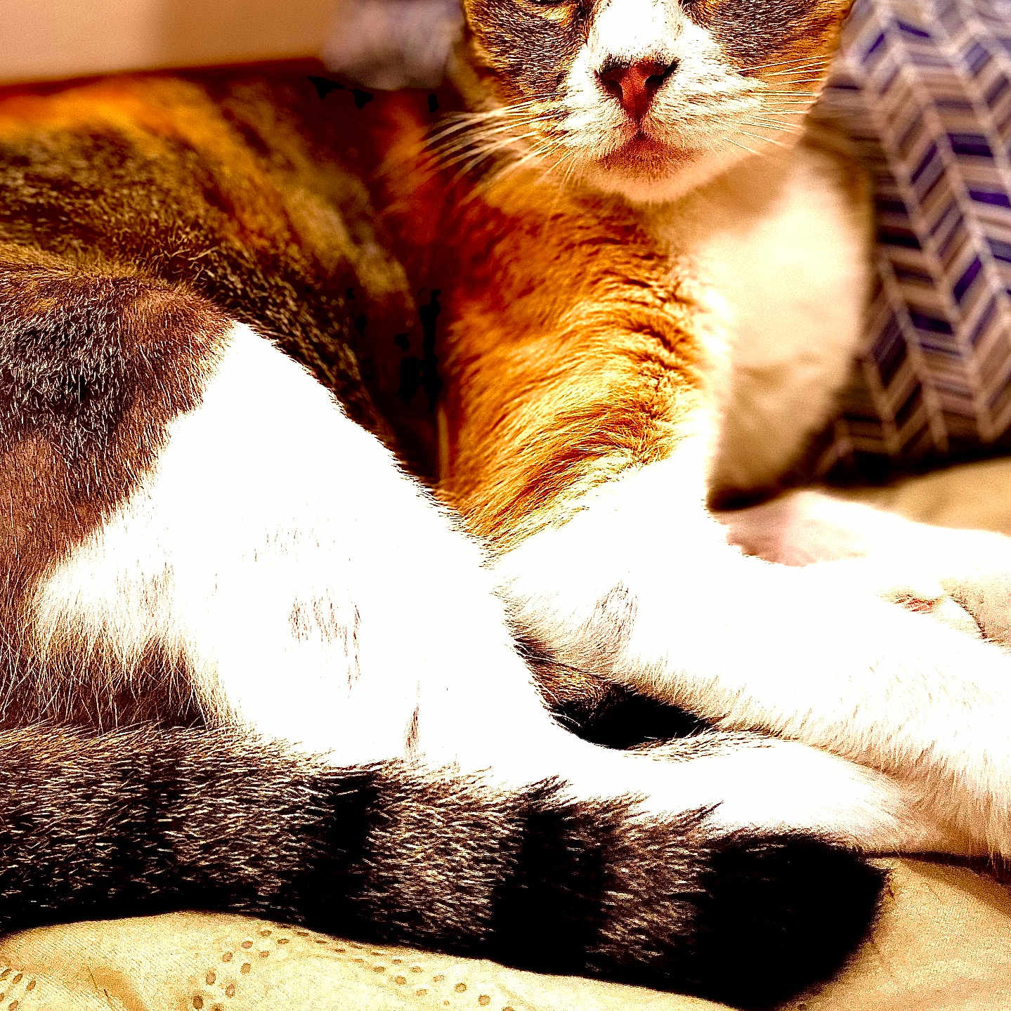 Punkin is registered to the contest to win money with this photo: animal, bed, cat, close_up, cozy, cute, domestic_animal, feline, fur, indoor, orange_fur, patterned_pillow, pet, pillow, relaxed, resting, striped, tail, whiskers, white_paw