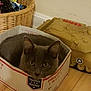 cat, cardboard_box, priority_mail, tracked_insured, basket, toy_tank, toy, hardwood_floor, wood_floor, wall, green_eyes, ears, pet, indoor, sitting, floor, box_logo, close_up, curious, domestic_animal