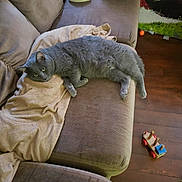 Gweeg joined the competition — help win amazing prizes! cat, grey_cat, pet, feline, couch, sofa, blanket, towel, living_room, indoor, wooden_floor, toy, wooden_toy, nfl_logo, cushion, upholstery, relaxed, lying_down, green_eyes, hardwood