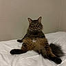 Enzo joined the competition — help win amazing prizes! cat, tabby, fluffy, pet, indoor, bed, white_bedspread, relaxed, sitting, looking_at_camera, feline, animal, cute, whiskers, tail, ears, fur, domestic_cat, resting, household