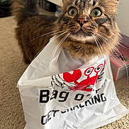 Enzo is registered to the contest to win money with this photo: cat, tabby, plastic_bag, wide_eyes, curious, indoor, carpet, feline, whiskers, ears, tail, pet, animal, brown_fur, striped_fur, close_up, playful, domestic_cat, household, cute