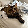 Enzo joined the competition — help win amazing prizes! cat, tabby, pet, animal, bed, blanket, sheet, indoor, feline, cozy, fur, whiskers, paw, resting, curious, domestic, sleepy, cute, closeup, relaxed