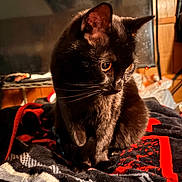 Cobweb is registered to the contest to win money with this photo: cat, black_cat, animal, pet, indoor, blanket, cozy, fur, whiskers, eyes, sitting, curious, warm_lighting, home, furniture, wood, soft_texture, relaxing, close_up, portrait