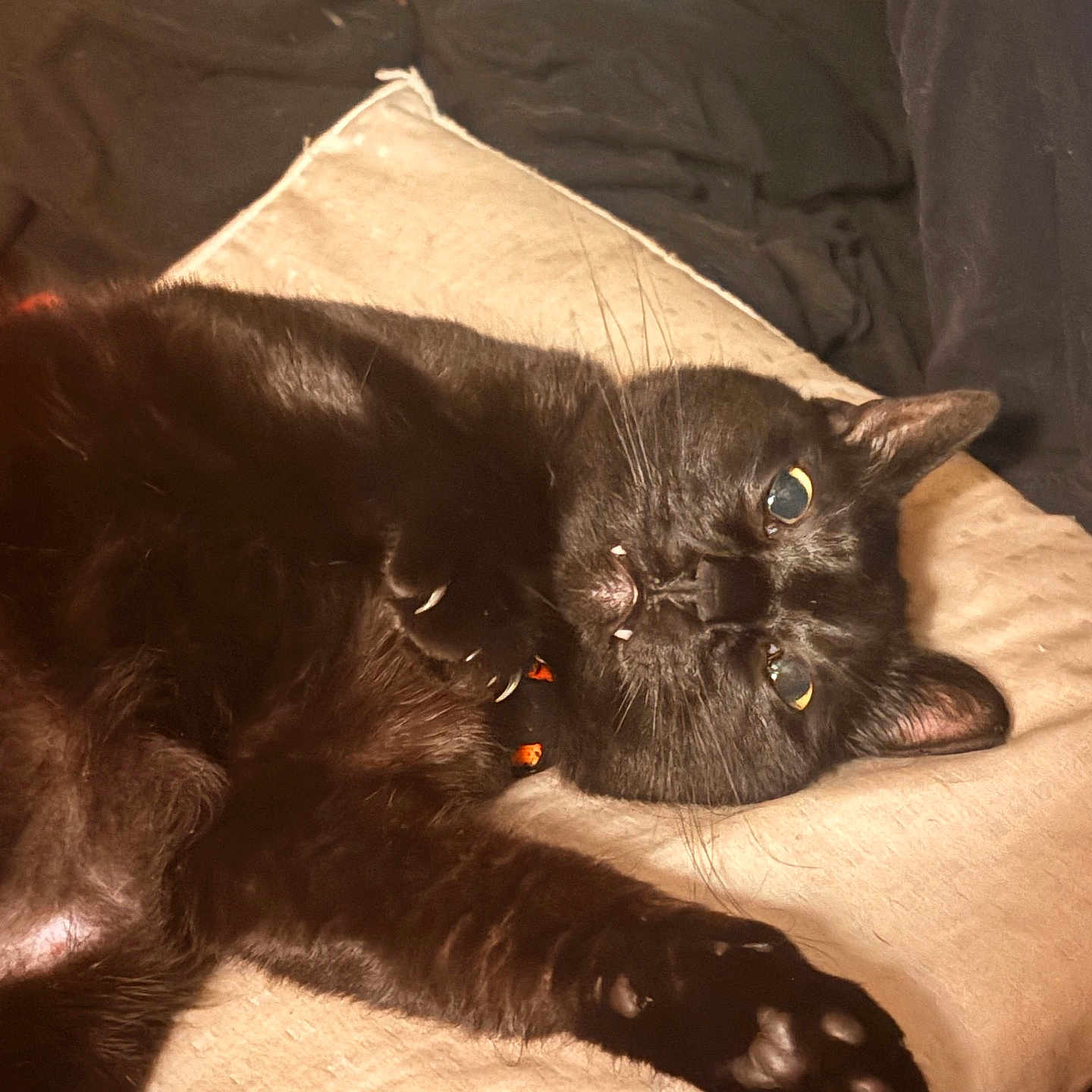 Cobweb is registered to the contest to win money with this photo: cat, black_cat, pet, animal, feline, paw, whiskers, cushion, blanket, indoor, relaxed, lying_down, fur, collar, close_up, cute, resting, domestic_animal, sleepy, cozy