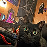 black_cat, cat, wide_eyes, indoor, room, lamp, flag, mirror, mask, wood_paneling, bed, blanket, reflection, decor, furniture, cozy, night, pet, curious, feline