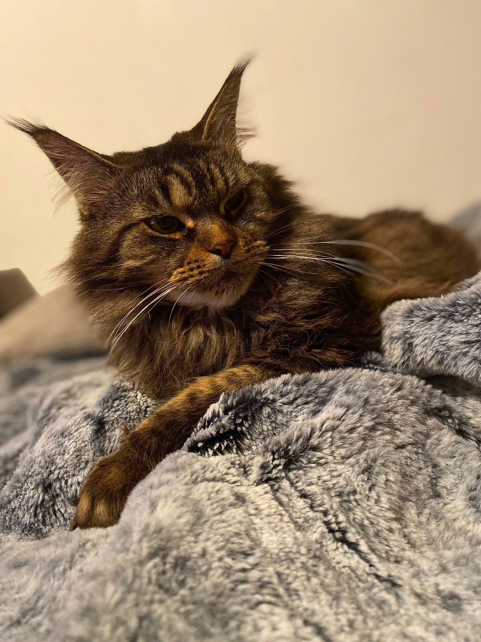 Jewel a rejoint le concours — aidez-le/la à gagner de superbes lots ! carnivore, cat, claw, domestic_short_haired_cat, felidae, fur, grass, grey, paw, rock, sand, sitting, small_to_medium_sized_cats, snout, soil, tail, terrestrial_animal, whiskers, wildlife, wood