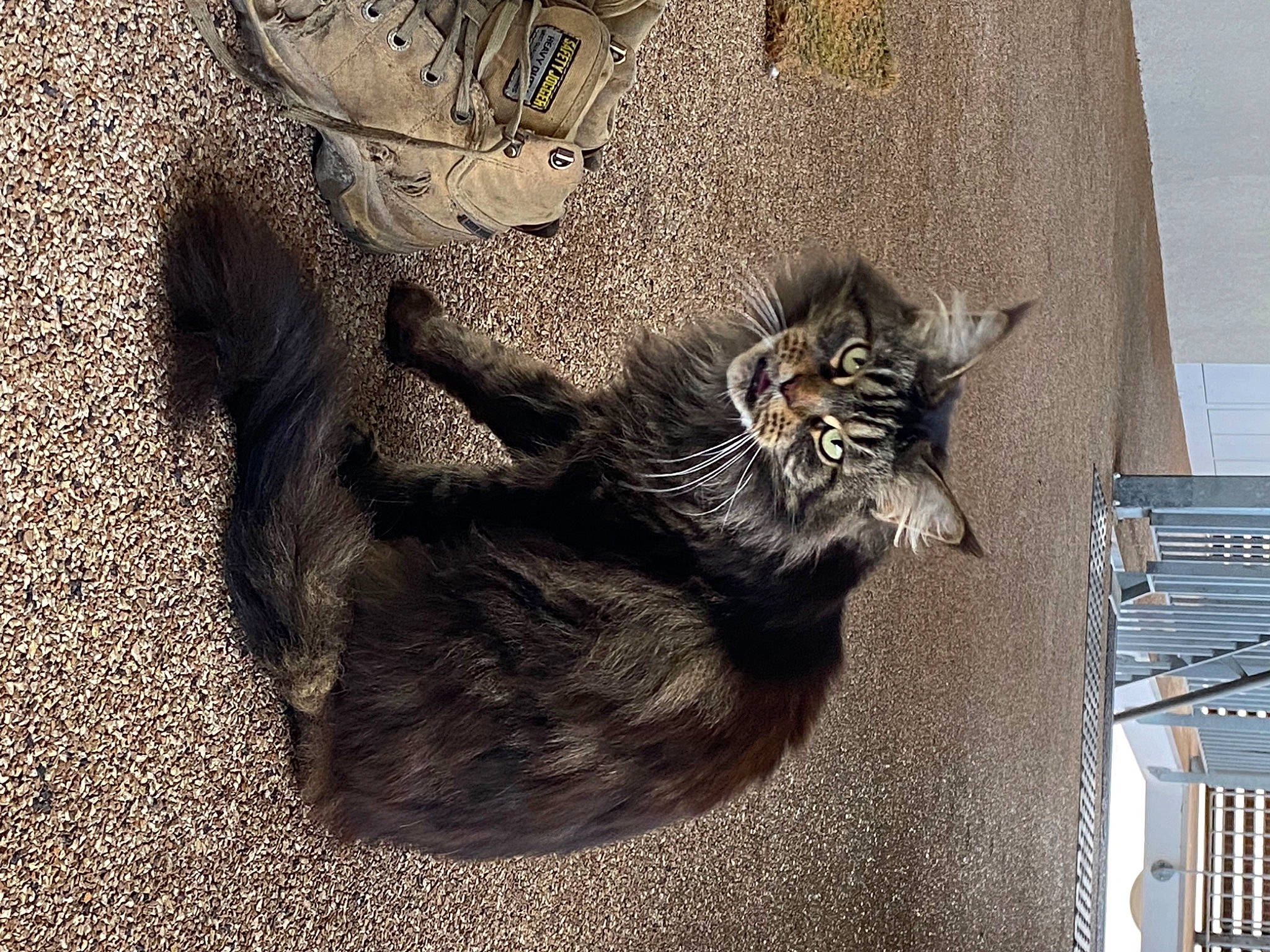 Jewel participe au concours pour gagner de l'argent avec cette photo : carnivore, cat, claw, domestic_short_haired_cat, felidae, foot, fur, grey, human_leg, metal, paw, sculpture, small_to_medium_sized_cats, snout, tail, terrestrial_animal, whiskers, window, wood