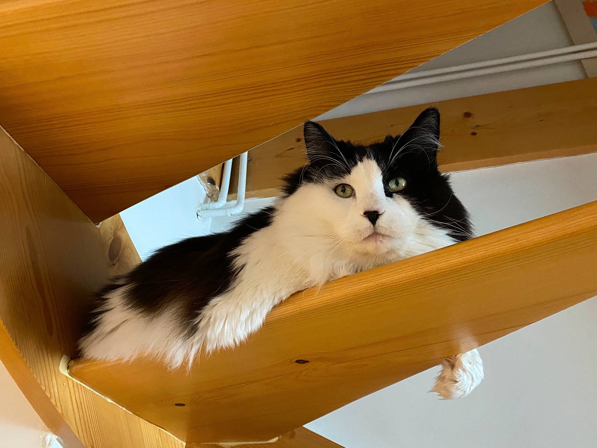 Irish participe au concours pour gagner de l'argent avec cette photo : box, cardboard, carnivore, cat, comfort, domestic_short_haired_cat, felidae, fur, hardwood, packaging_and_labeling, paper_product, small_to_medium_sized_cats, tail, whiskers, window, wood