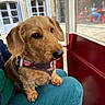blurred_background, brown_dog, cafe, clothing, collar, cozy, curious_expression, daylight, dog, door, fur, indoor, lap, people, person, pet, red_door, seated, sitting, window