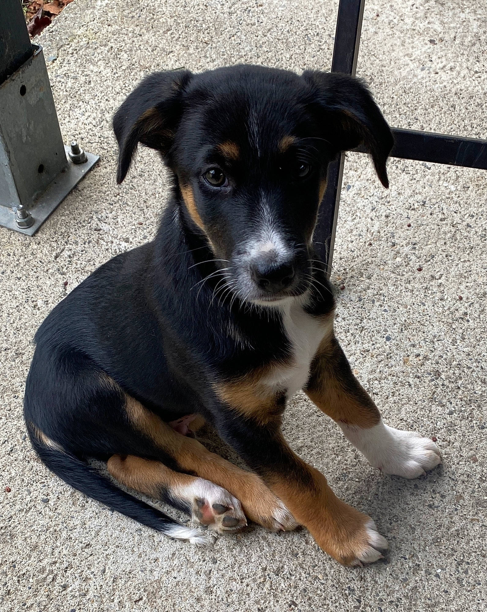 Toad a rejoint le concours — aidez-le/la à gagner de superbes lots ! asphalt, canidae, carnivore, companion_dog, dog, dog_breed, guard_dog, road_surface, snout, sporting_group, terrestrial_animal, whiskers, working_animal, working_dog