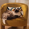 cat, fluffy, long_hair, mustard_yellow, velvet_chair, indoor, pillow, geometric_pattern, relaxed, pet, feline, cozy, furniture, wooden_floor, domestic, whiskers, tail, seated, comfortable, home