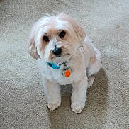 Brutus is registered to the contest to win money with this photo: dog, white_dog, fluffy, pet, collar, tag, carpet, indoor, cute, sitting, looking_up, animal, companion, fur, friendly, domestic_animal, small_dog, canine, house_pet, adorable