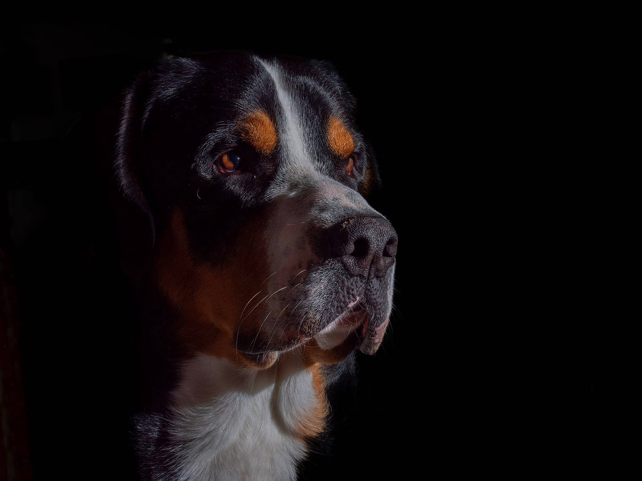 Idem a rejoint le concours — aidez-le/la à gagner de superbes lots ! canidae, carnivore, companion_dog, darkness, dog, dog_breed, fur, gun_dog, hunting_dog, liver, snout, sporting_group, tennis_ball, whiskers, working_animal, working_dog