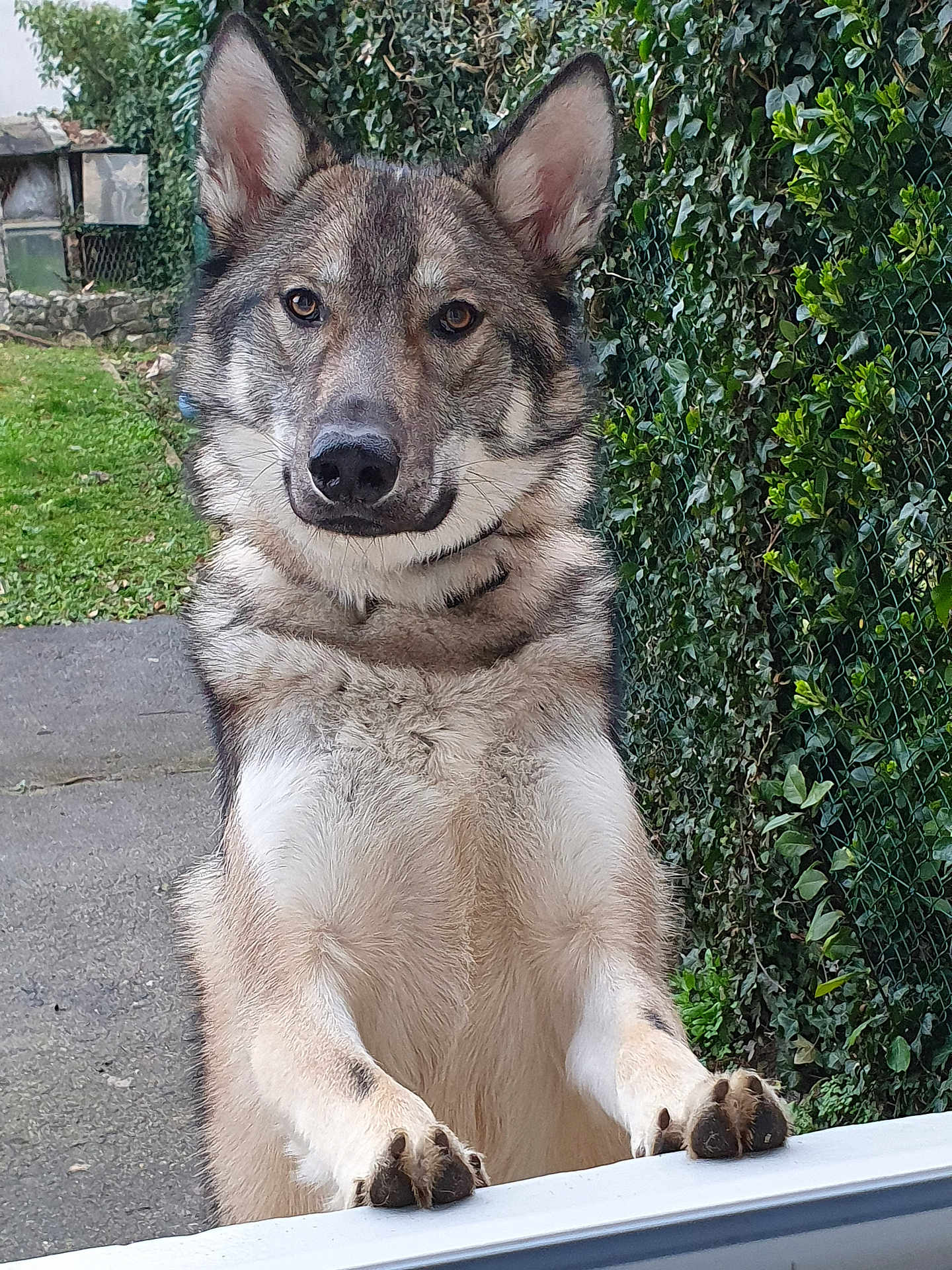 Alpha participe au concours pour gagner de l'argent avec cette photo : dog, canine, pet, outdoor, ivy, fence, paw, curious, alert, nature, greenery, fur, portrait, animal, closeup, standing, yard, garden, daylight, expression