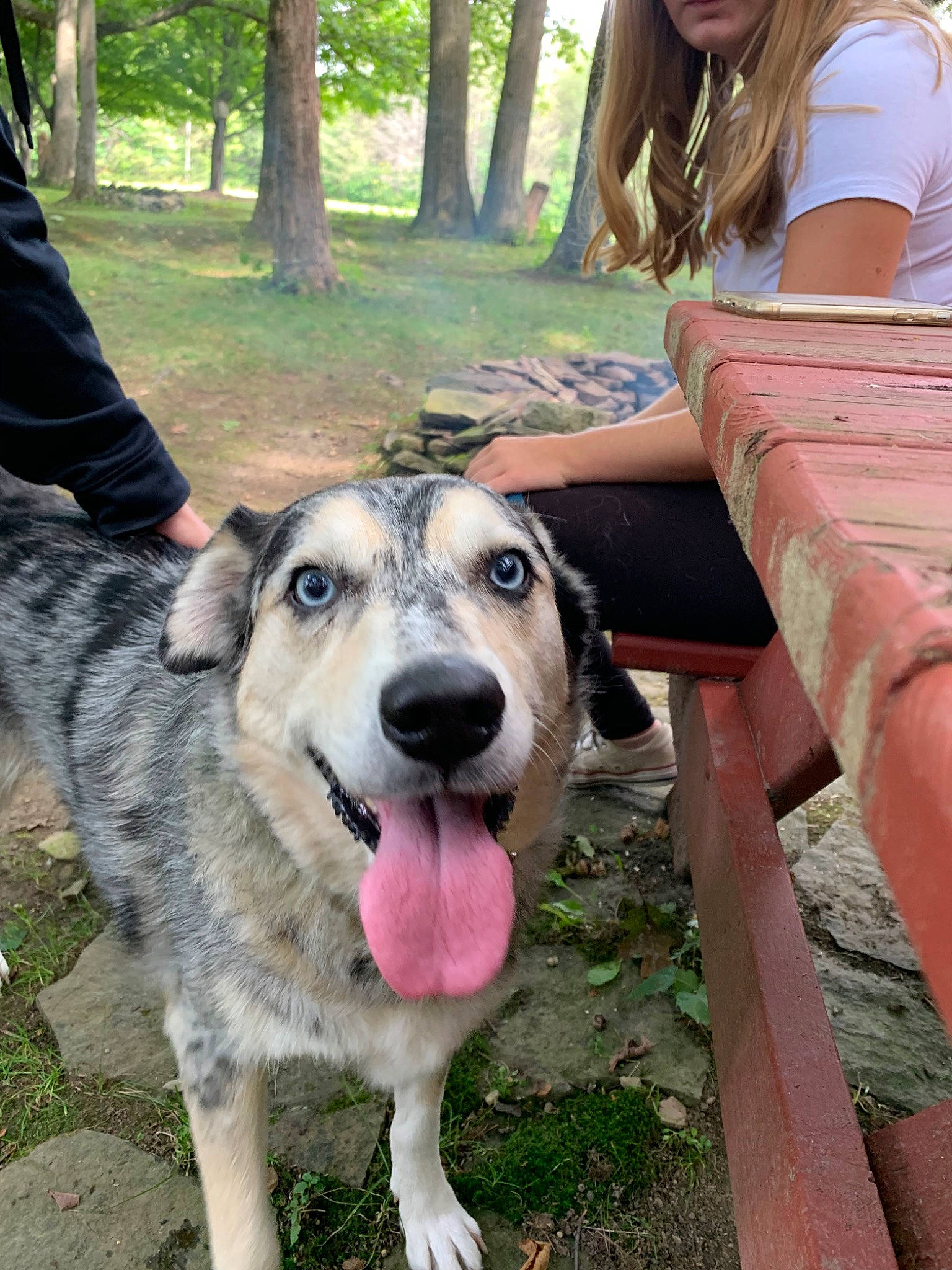 Shelby is registered to the contest to win money with this photo: canidae, carnivore, dog, dog_breed, fawn, mammal, sporting_group, vertebrate