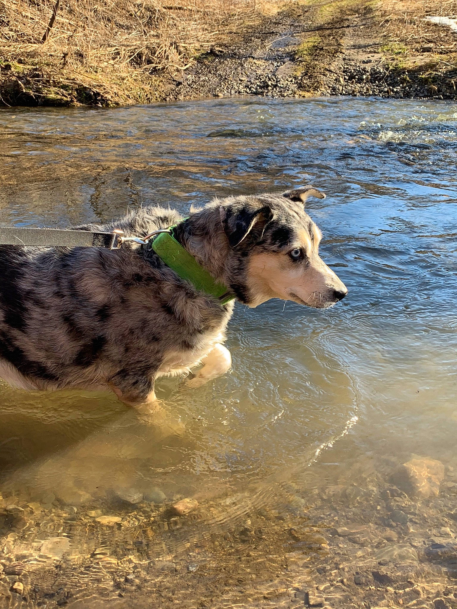 Shelby joined the competition — help win amazing prizes! canidae, carnivore, dog, dog_breed, great_dane, koolie, louisiana_catahoula_leopard_dog, sporting_group, water, working_dog