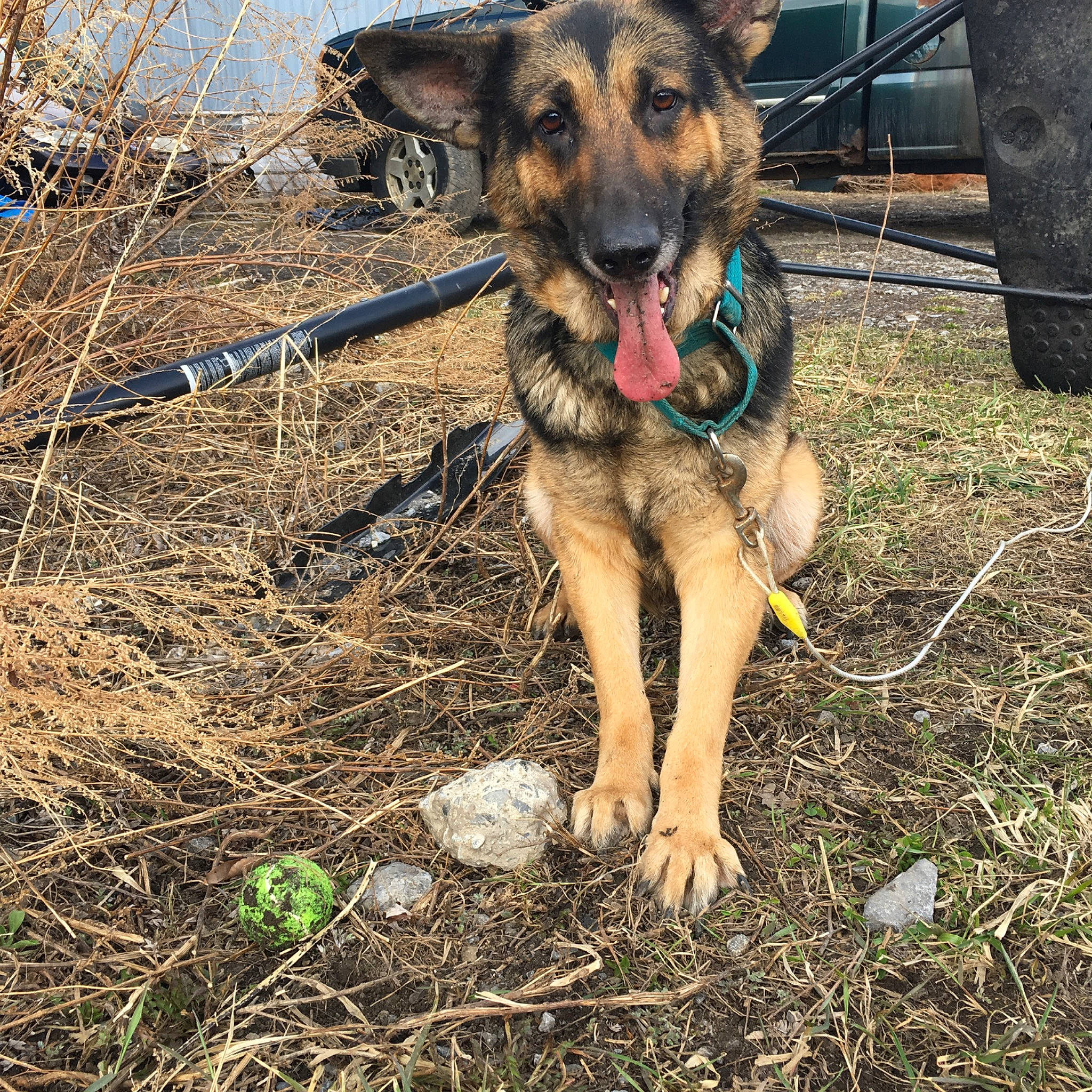 Malia is registered to the contest to win money with this photo: canidae, carnivore, dog, dog_breed, east_european_shepherd, fawn, german_shepherd_dog, king_shepherd, mammal, old_german_shepherd_dog, police_dog, vertebrate, working_dog
