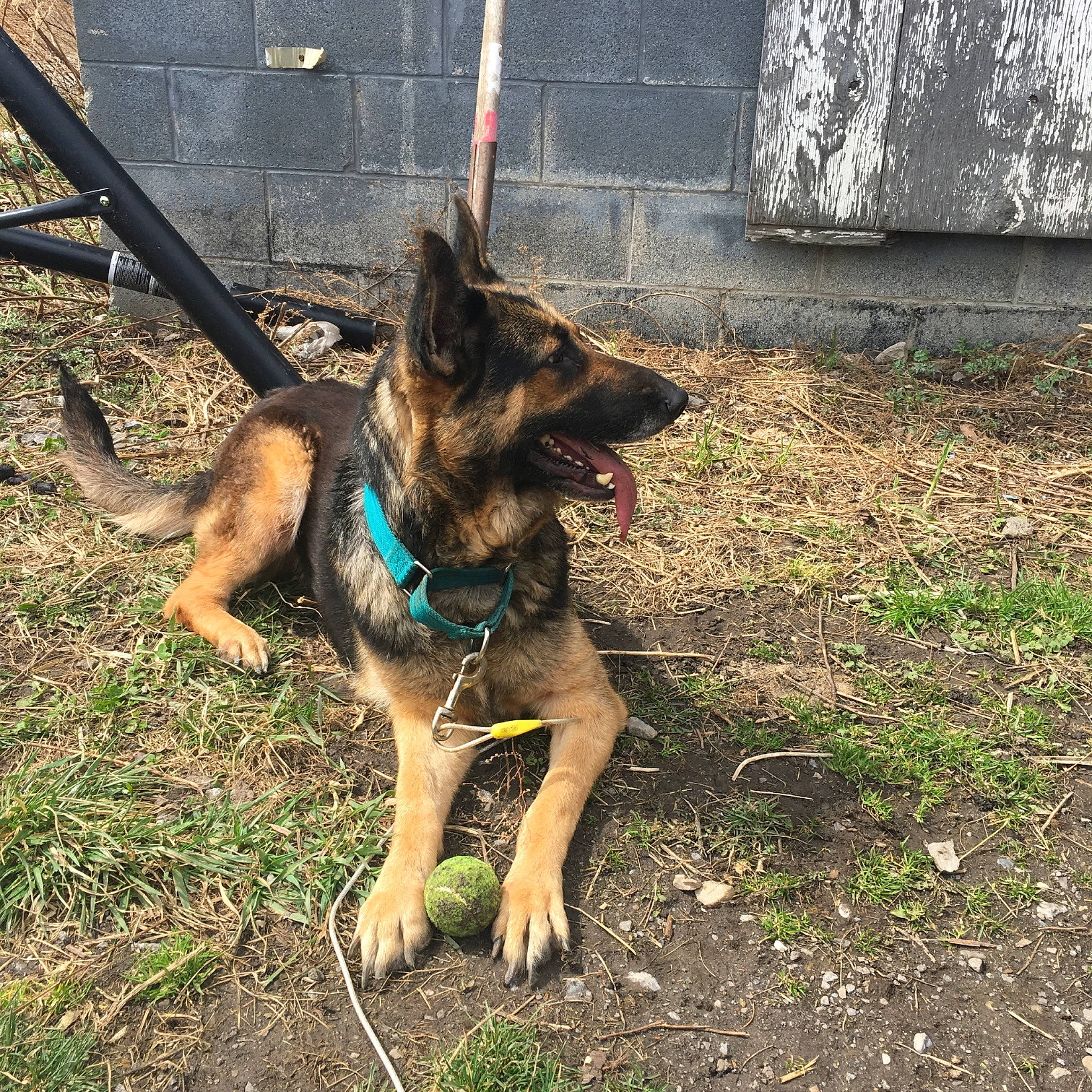 Malia joined the competition — help win amazing prizes! belgian_shepherd, belgian_shepherd_malinois, canidae, carnivore, dog, dog_breed, east_european_shepherd, fawn, german_shepherd_dog, king_shepherd, kunming_wolfdog, mammal, old_german_shepherd_dog, police_dog, snout, vertebrate, wolfdog, working_dog