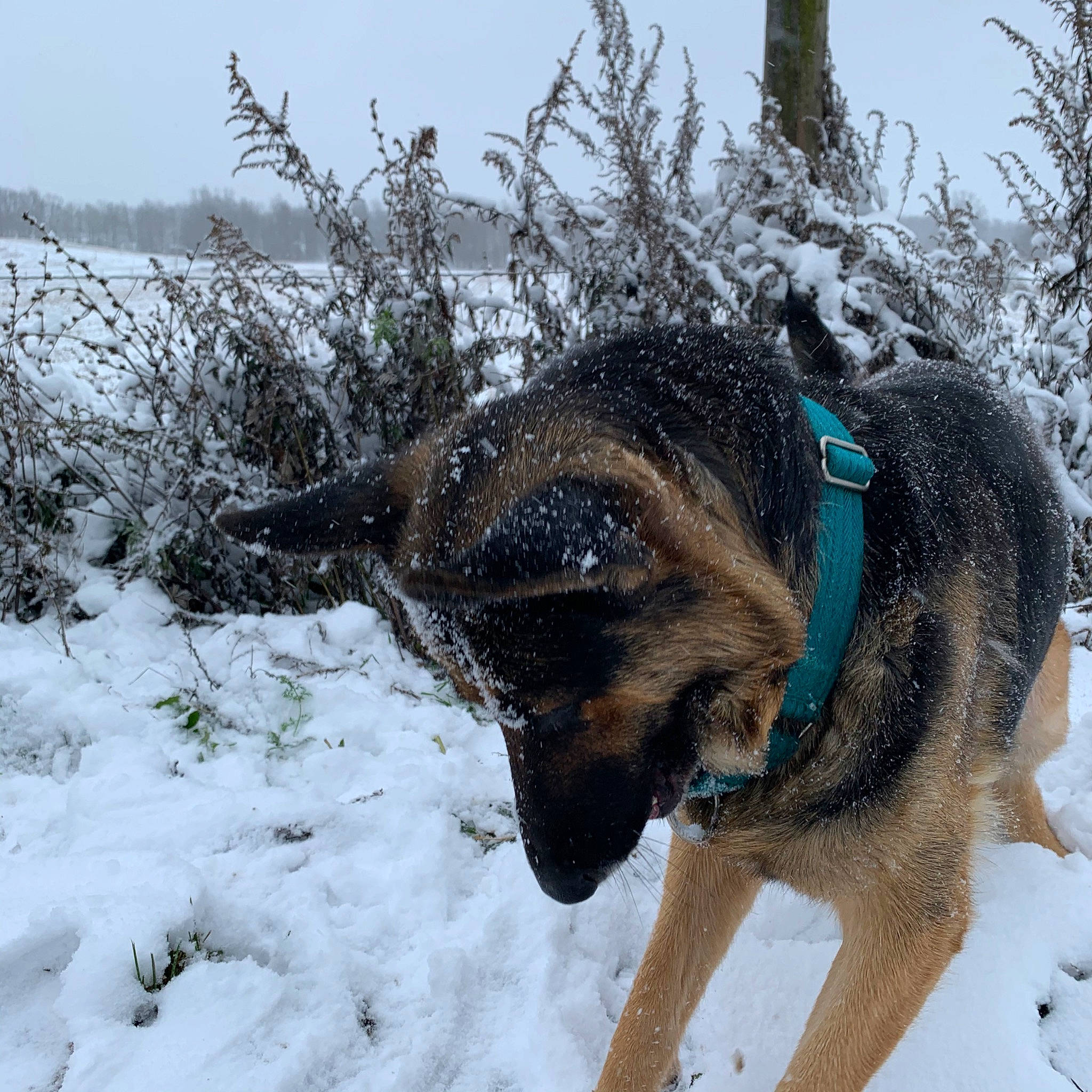 Malia joined the competition — help win amazing prizes! canidae, carnivore, dog, dog_breed, east_european_shepherd, fur, german_shepherd_dog, norwegian_elkhound, plant, snout, snow, sporting_group, winter