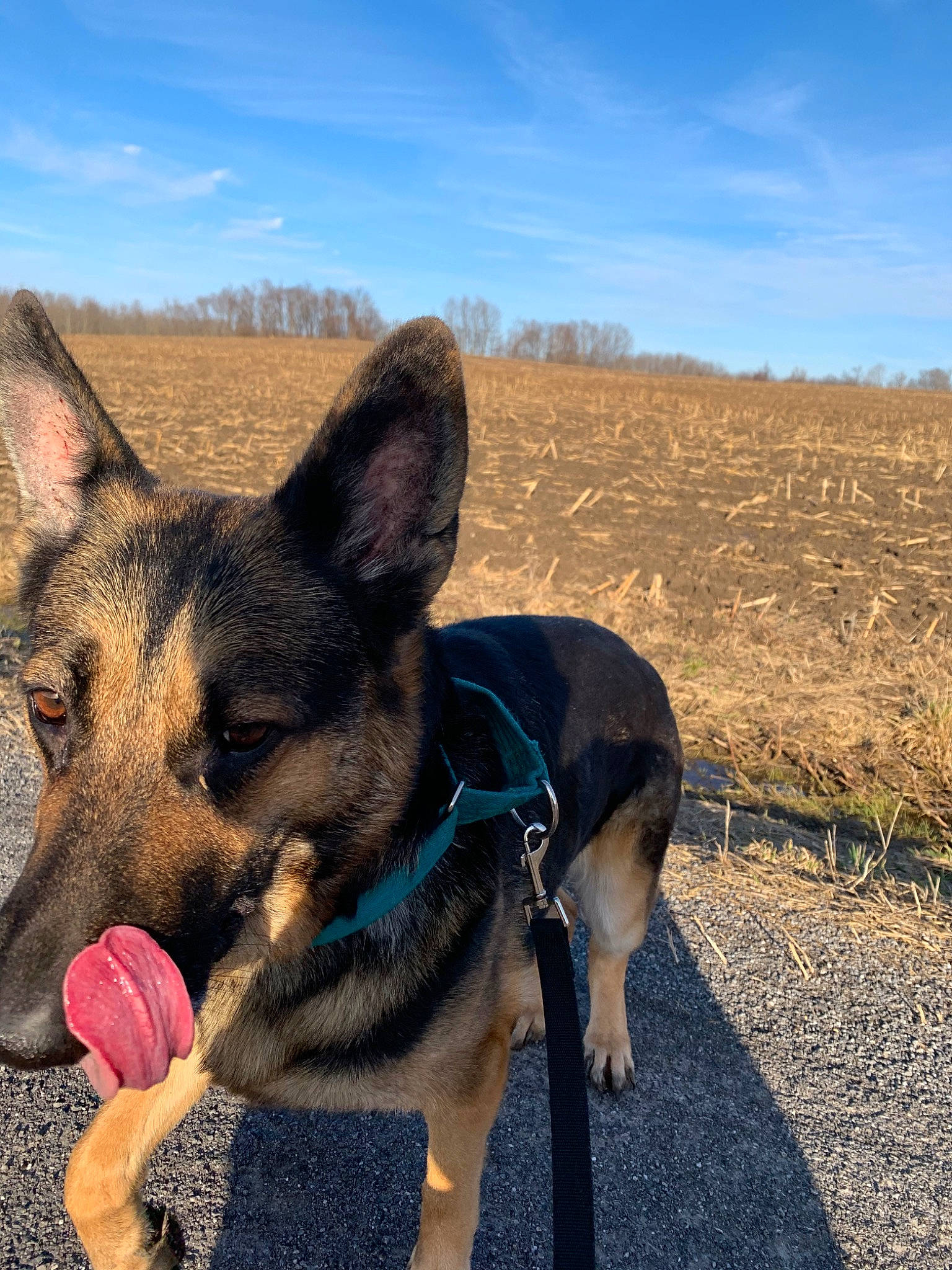 Malia is registered to the contest to win money with this photo: adventure, australian_kelpie, canidae, carnivore, dog, dog_breed, ear, east_european_shepherd, fawn, german_shepherd_dog, landscape, mammal, mountain, nose, sky, soil, vertebrate, walking, wilderness, working_dog