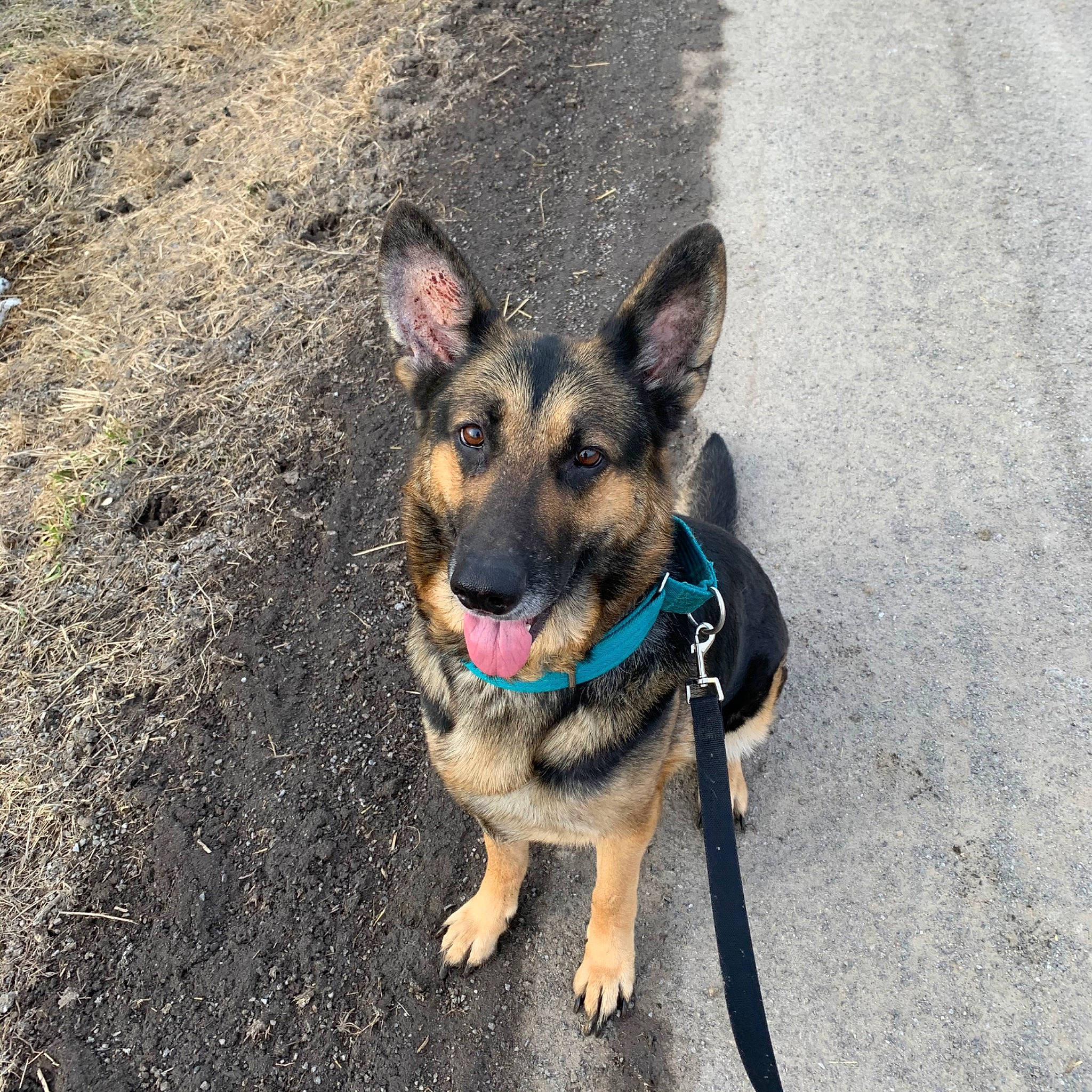 Malia joined the competition — help win amazing prizes! canidae, carnivore, dog, dog_breed, east_european_shepherd, fawn, german_shepherd_dog, king_shepherd, kunming_wolfdog, mammal, old_german_shepherd_dog, police_dog, rare_breed_dog, shiloh_shepherd_dog, snout, vertebrate, working_dog