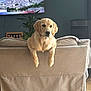 Honorine Lavigne participe au concours pour gagner de l'argent avec cette photo : golden_retriever, dog, puppy, couch, living_room, plant, television, furniture, indoor, pet, animal, beige, curious, front_paws, perched, cozy, home, relaxed, cute, domestic