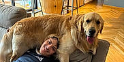 Honorine Lavigne participe au concours pour gagner de l'argent avec cette photo : dog, golden_retriever, person, couch, living_room, wooden_floor, smile, thumbs_up, happy, pet, indoor, furniture, blanket, casual_clothing, window, barrel, stool, doorway, light, relaxing